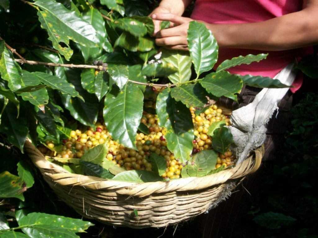 coffee tour