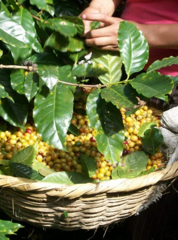 coffee tour
