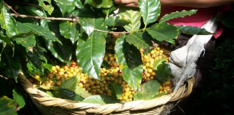 coffee tour