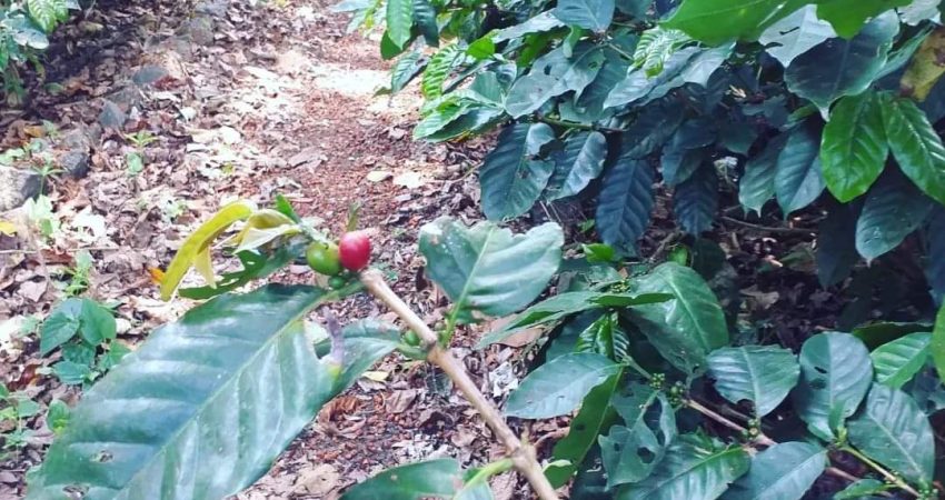 Coffee-Plantation-Tour-5